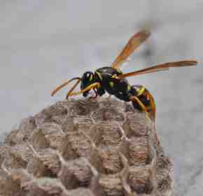 Wasps Management